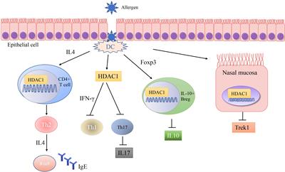 The emerging role of histone deacetylase 1 in allergic diseases